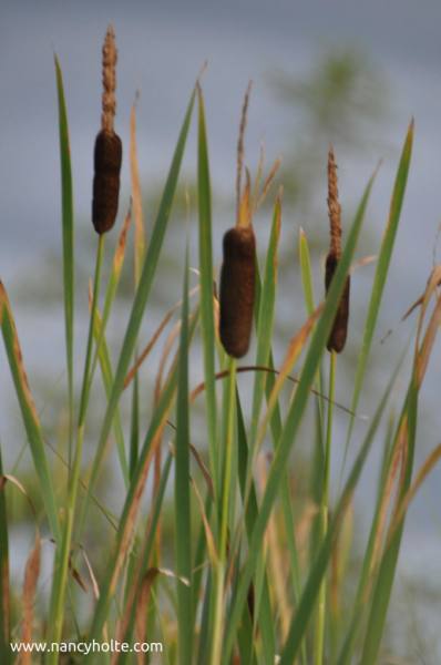 Cattails in the Chanel.