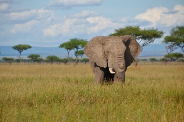 African Elephant