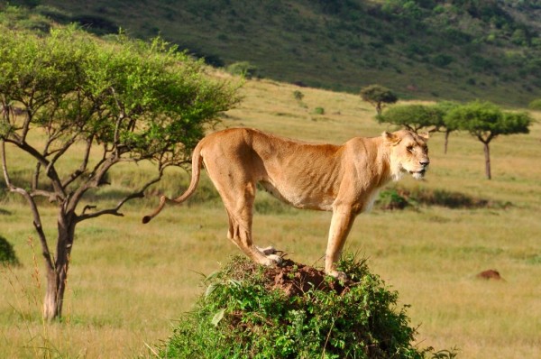 Lion on the Lookout