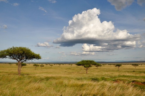 Masai Mara - Kenya