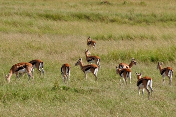 Springbok