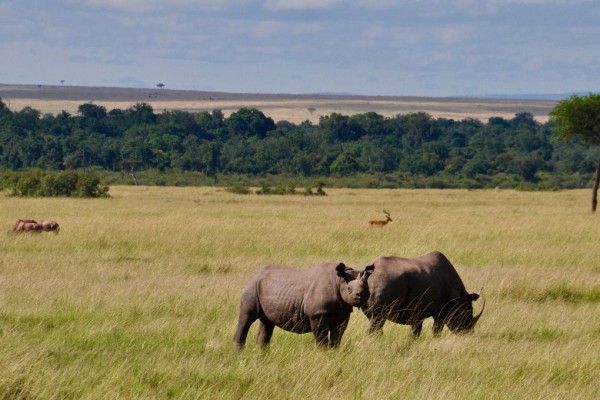 Black Rhinoceros