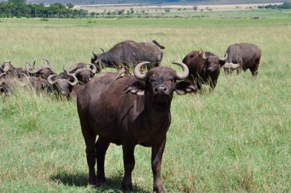 Cape Buffalo