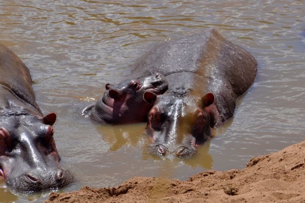 Mama and Baby Hippo