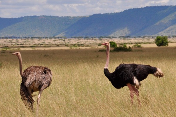 Masai Ostrich 