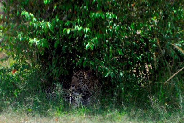 African Leopard