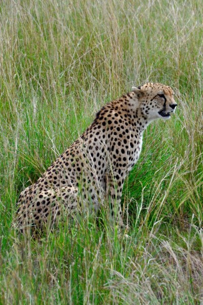 Cheetah