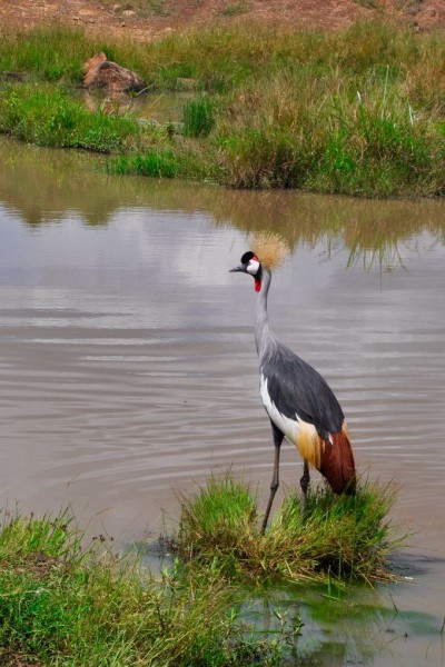 Grey Crowned Crane