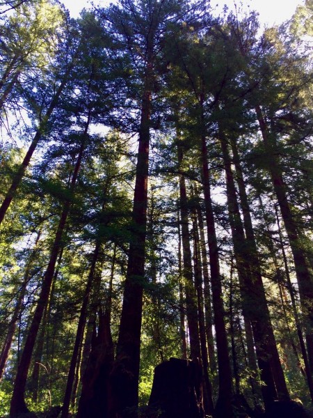 redwoods