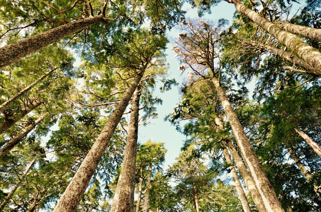 I Am Not a Lone Tree