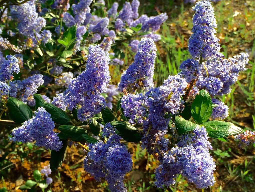 Mount Hermon Lilacs